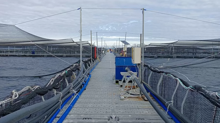 Noticia de Programa de Acuicultura Oceánica de CORFO