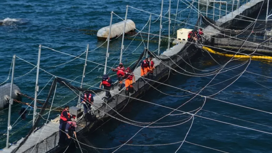 Noticia de Programa de Acuicultura Oceánica de CORFO