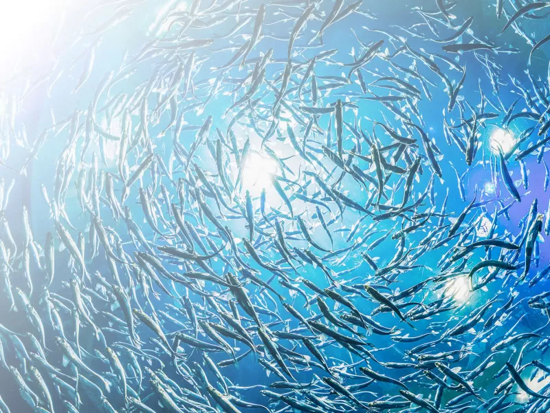 Multimedia - Programa de Acuicultura Oceánica de CORFO 