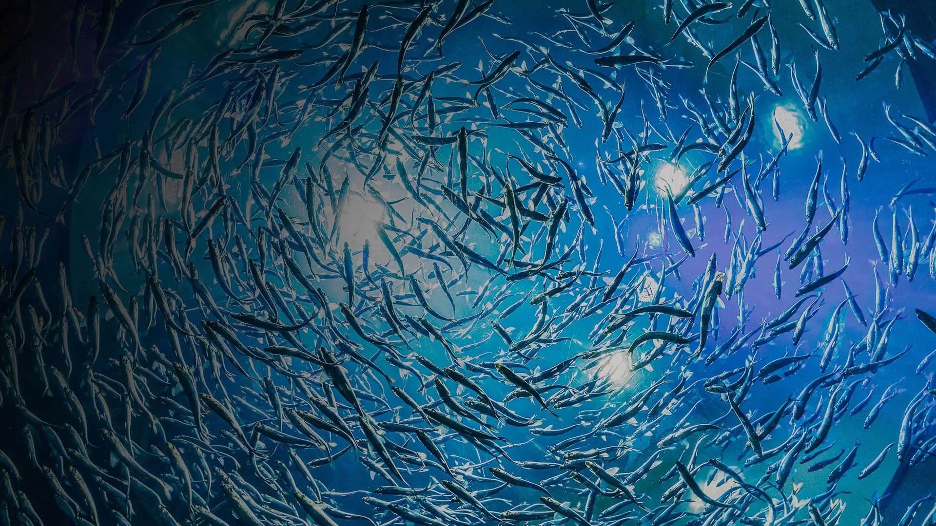 Programa de Acuicultura Oceánica de CORFO - Imagen